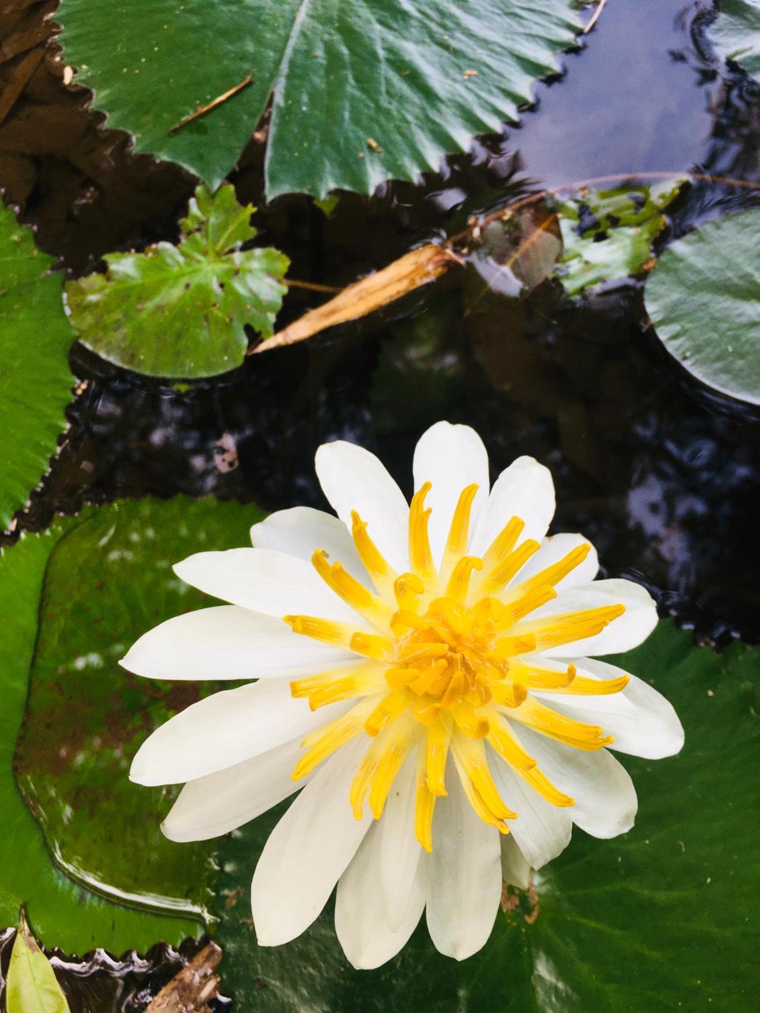 Paradise Eco Garden 키둘가라 외부 사진