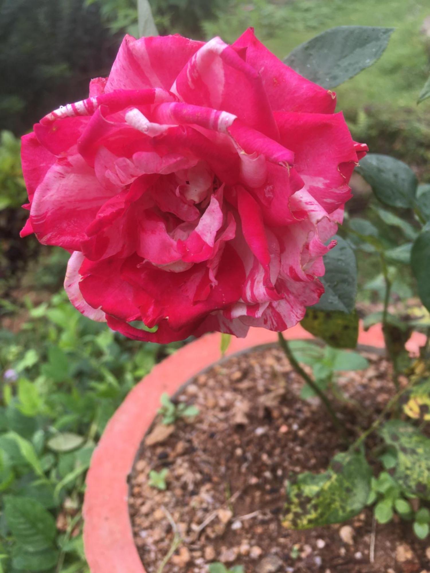 Paradise Eco Garden 키둘가라 외부 사진