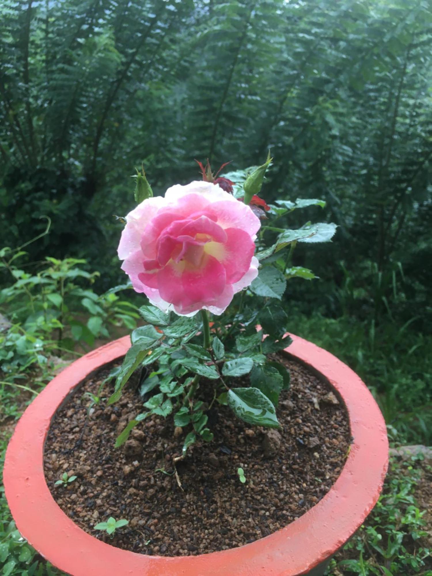 Paradise Eco Garden 키둘가라 외부 사진