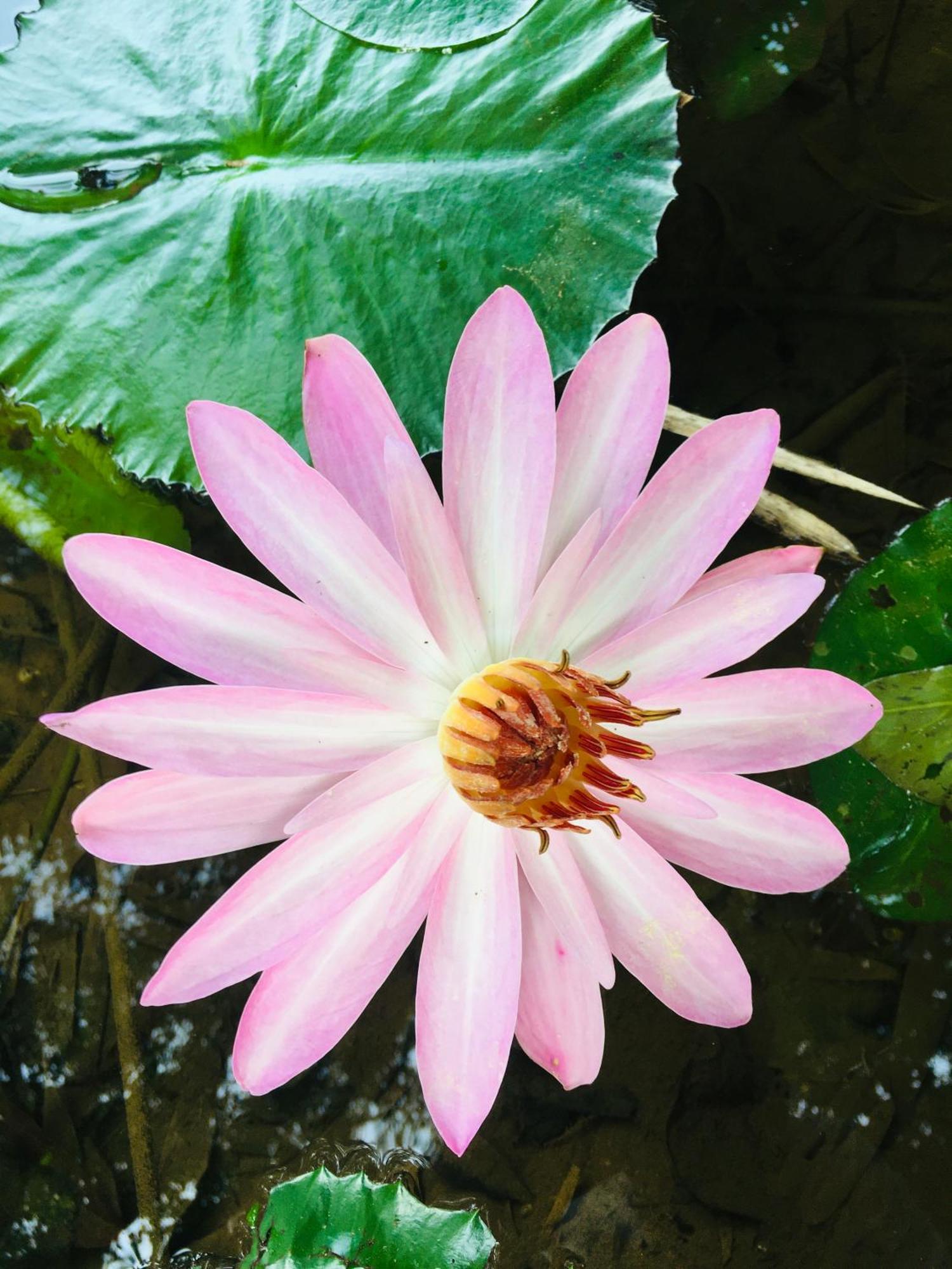 Paradise Eco Garden 키둘가라 외부 사진
