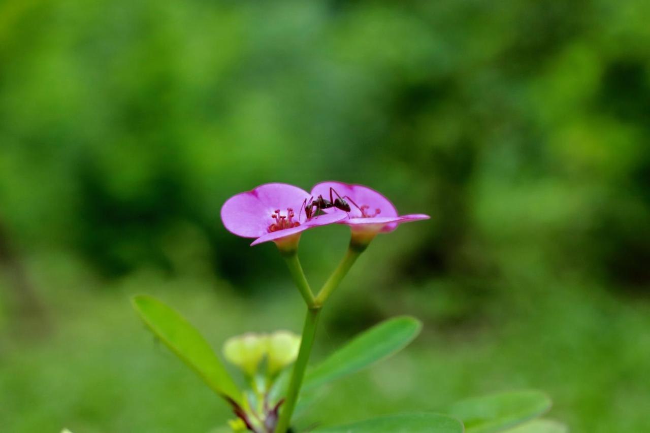 Paradise Eco Garden 키둘가라 외부 사진