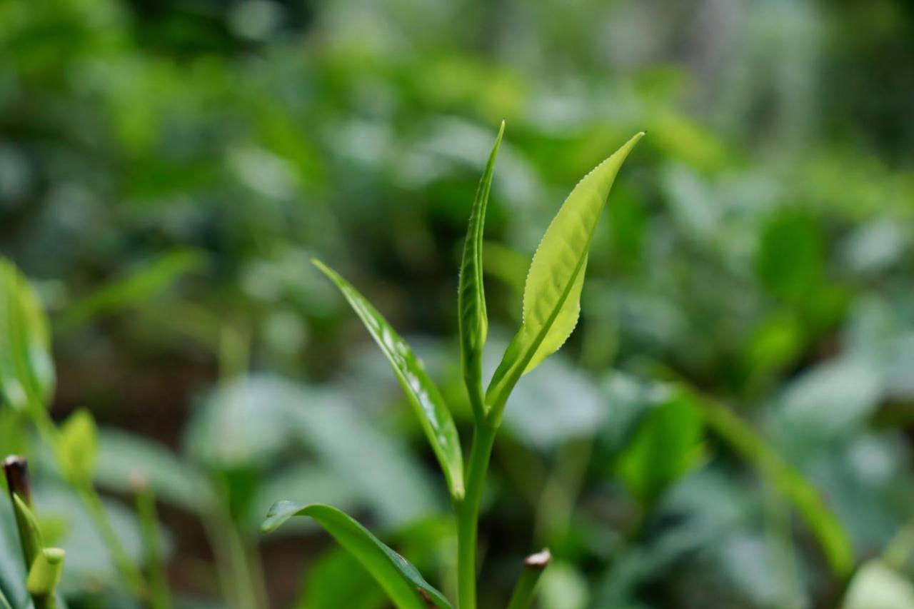 Paradise Eco Garden 키둘가라 외부 사진