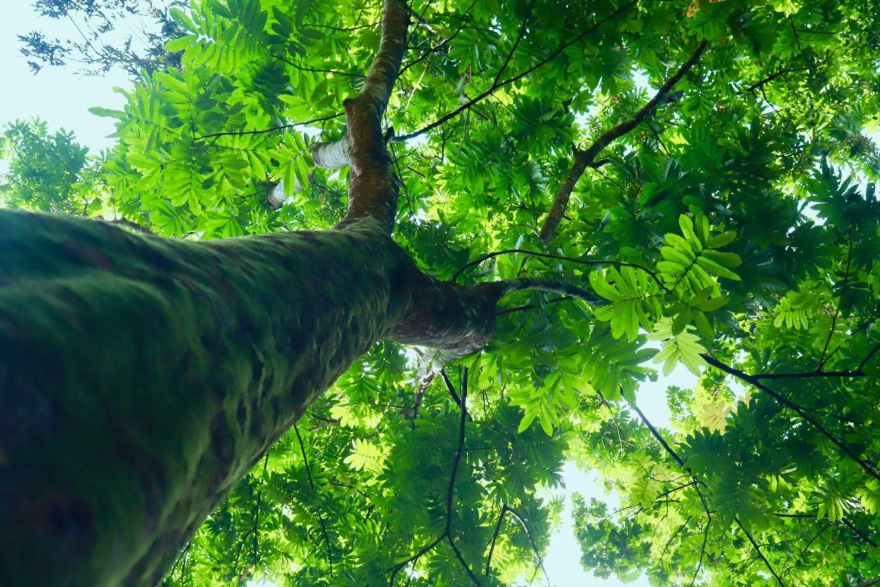 Paradise Eco Garden 키둘가라 외부 사진