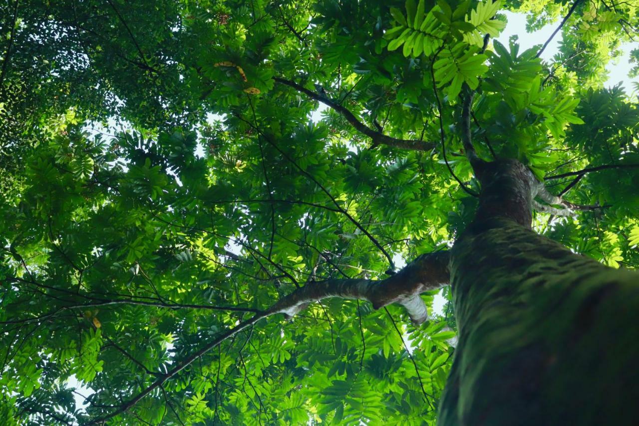Paradise Eco Garden 키둘가라 외부 사진